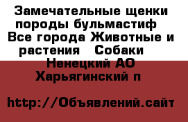 Замечательные щенки породы бульмастиф - Все города Животные и растения » Собаки   . Ненецкий АО,Харьягинский п.
